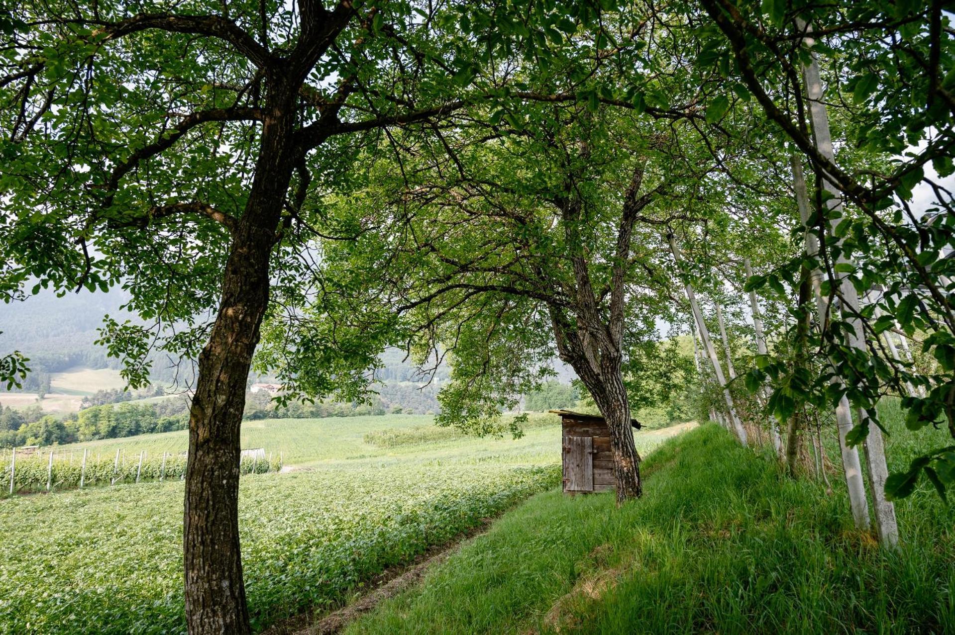 Agritur Maso Alle Rose B&B E Restaurant Balbido-rango Luaran gambar